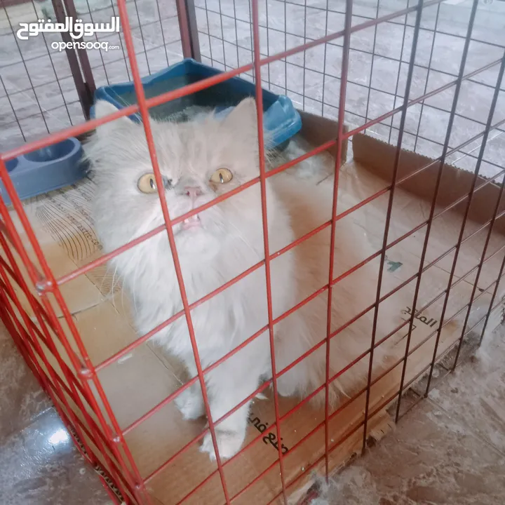 قطط لتبني بشروط