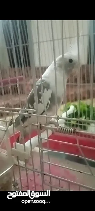 عصفور كوكتيل نوع فيس ذكر اليف