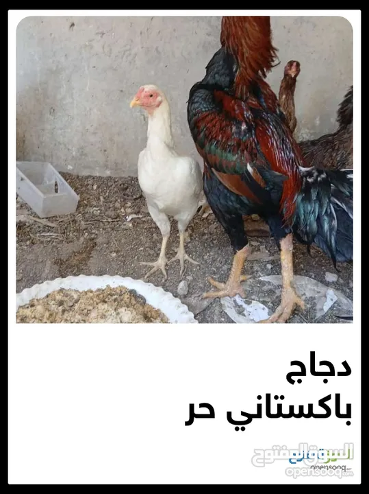 دجاج لوهمان عدد 7 دجاجات وديكين دجاج باكستاني  الدجاجات بياضات عدد 6 ديك باكستاني شرس مقاتل يهاجم