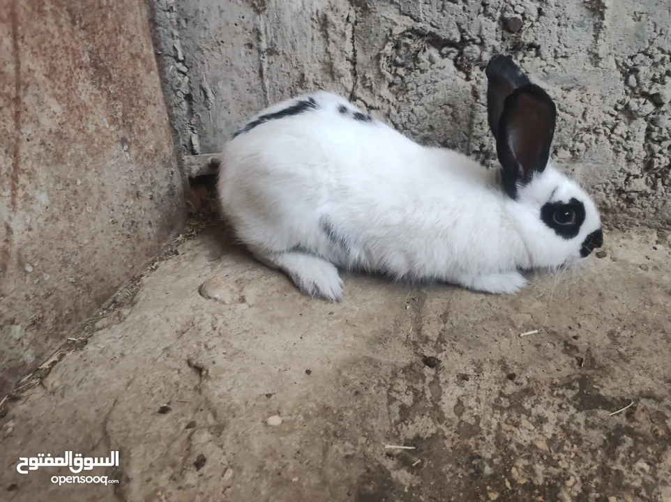 انثى شيرازي صلاة النبي عمرها 5 شهور ونص