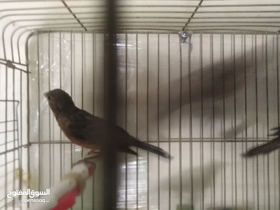 طيور كناري لون مخملي  للبيع المستعجل ( اقرأ الوصف جيدا )