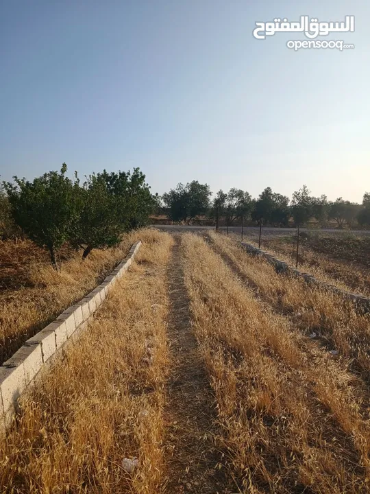 مزرعه أربعه دونم مشيكه بالكامل ارض زراعيه وبيت ريفي غرفتين وحمام ومطبخ صغير وباربكيو وساحه واسعه