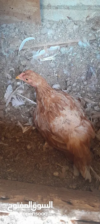 دجاج راقد اقرا التفاصيل