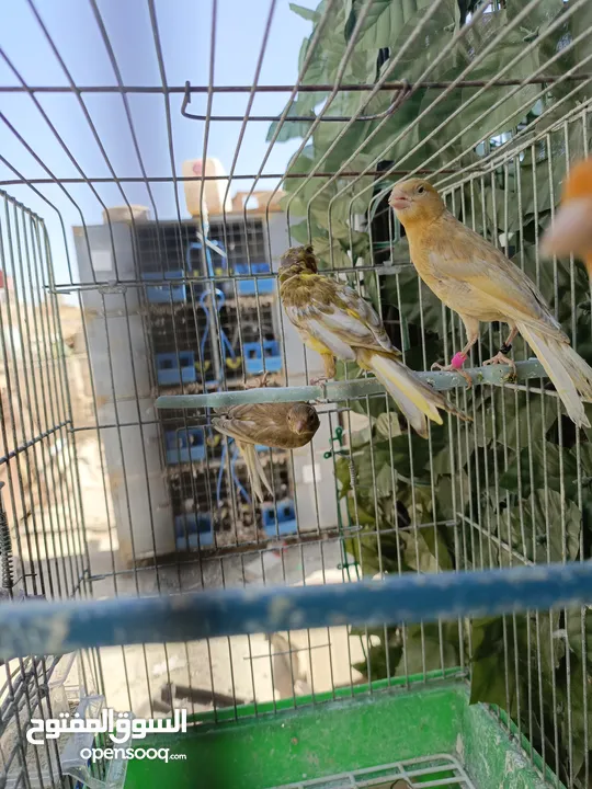 متاح فراخ جواسب اربع جاسب في حبه مقنبر