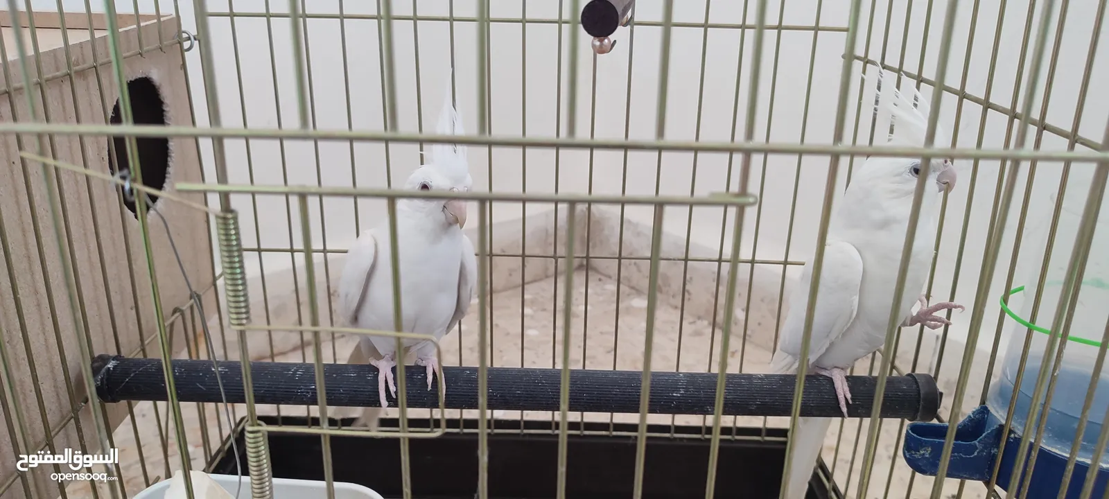 جوز كوكتيل البينو ( ابيض ) للبيع او للبدل