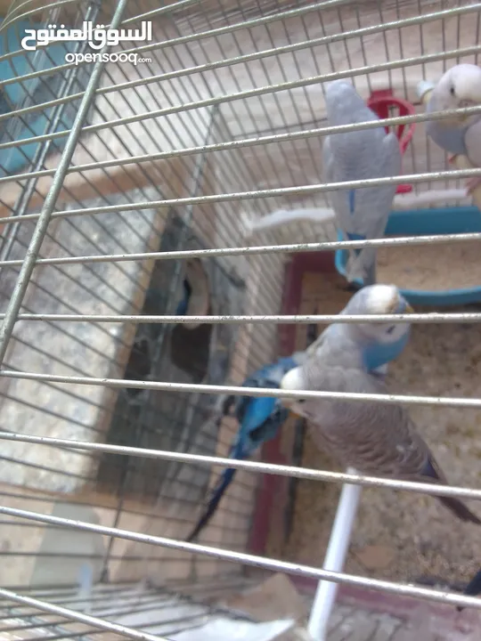 اللبيع 3جواز حب اللبيع اربد دوار صحاره مع 3كواخ وقفص 3معالف