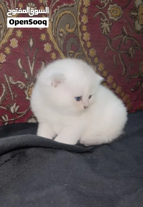 Pure Scottish/ بيور سكوتش