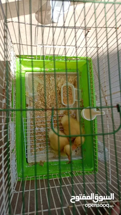 بطتين صغار للبيع