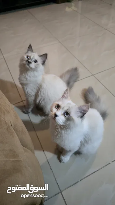قطه هملايا انثى للبيع عمر ثلاث شهور  أكثير لعوبه حنونه مسليه نظيف جدا متعوده على البوكس مدربه