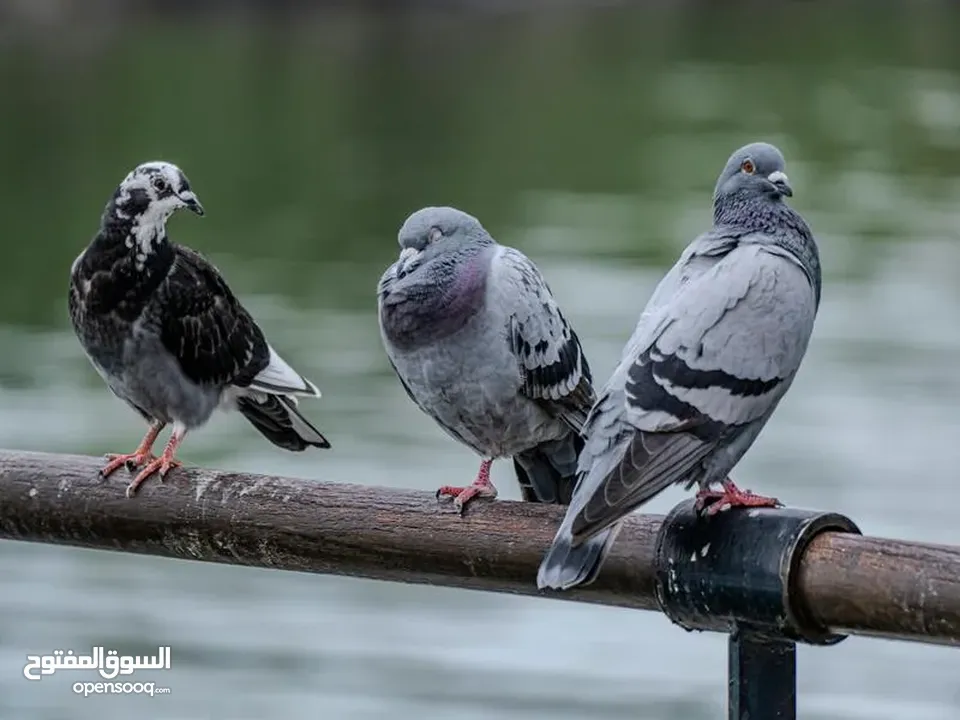 حمام بلدي للبيع أو بدل على جاج أو أي اشي