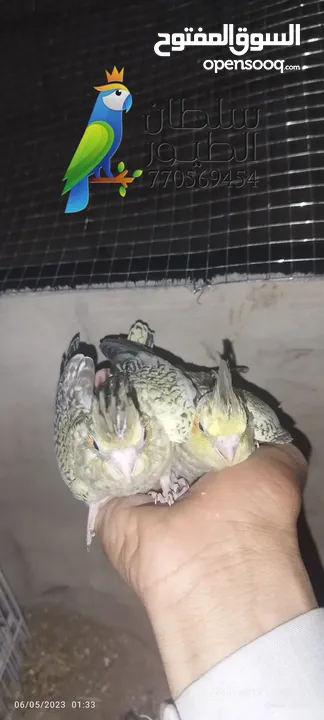 لدينا طيور الروز  الكوكتيل الموقع صنعاء