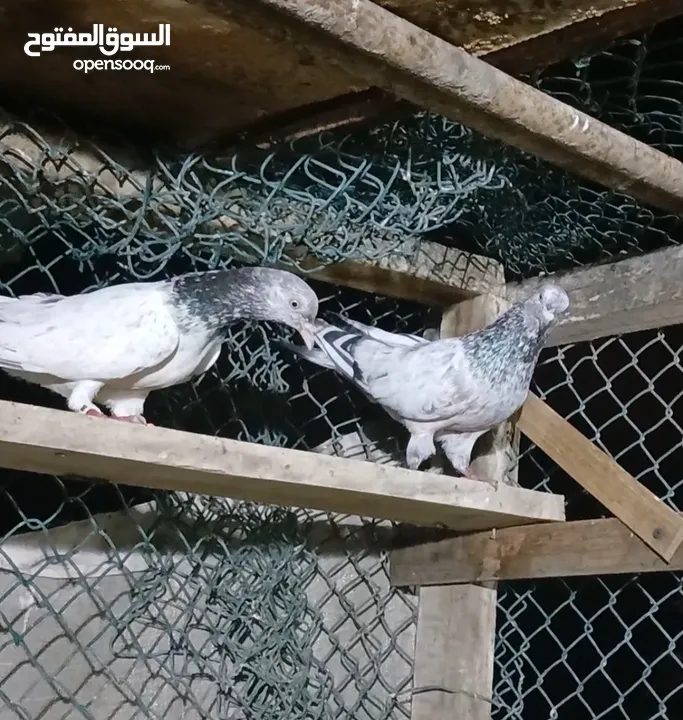 jeera Sharmila pigeon joke