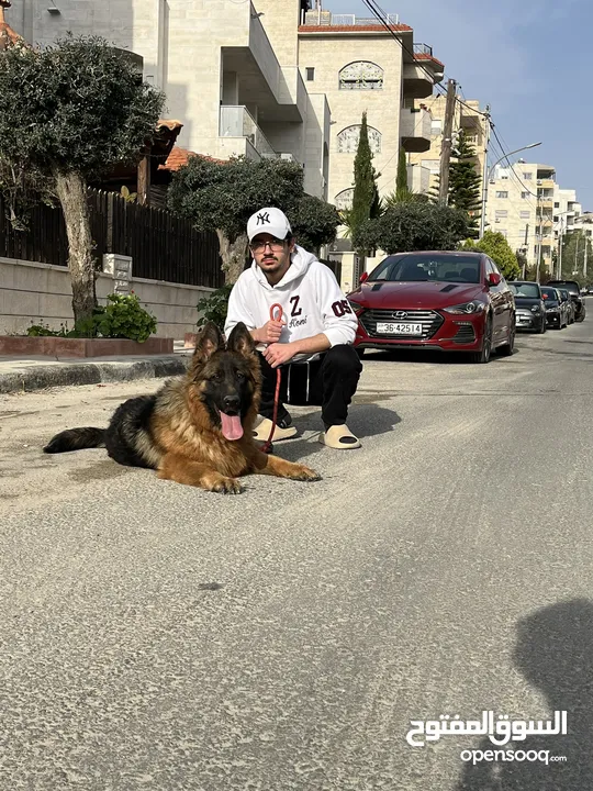 جيرمان شبرد أنثى للبيع