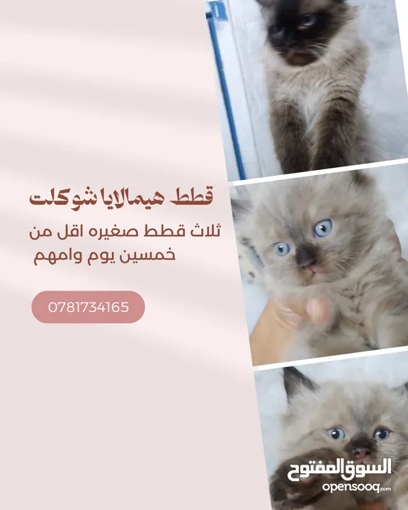 هيمالايا شوكلت