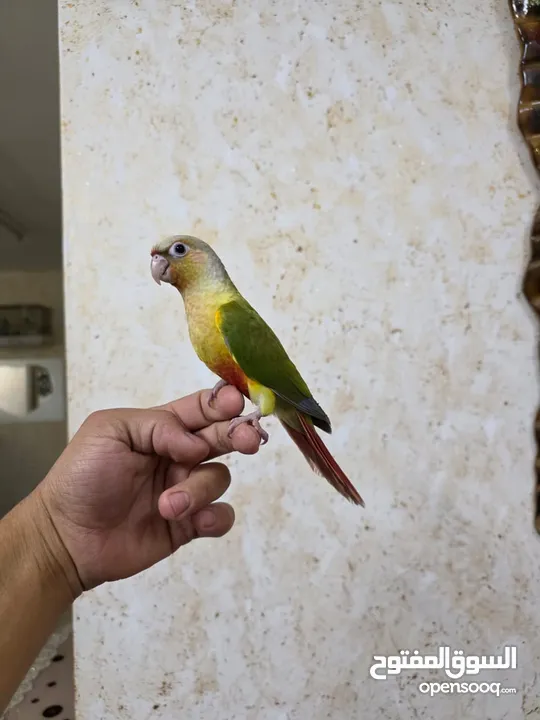 ببغاء جرين شيك انناس اليف مدرب طيران حر