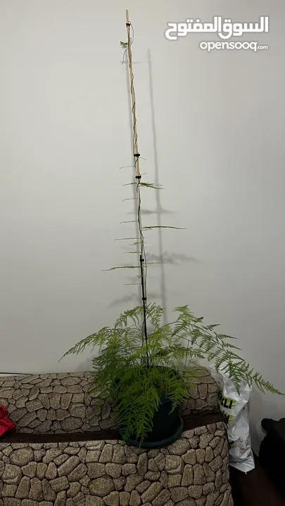 نبات هيليون 140 cm ارتفاع متسلق