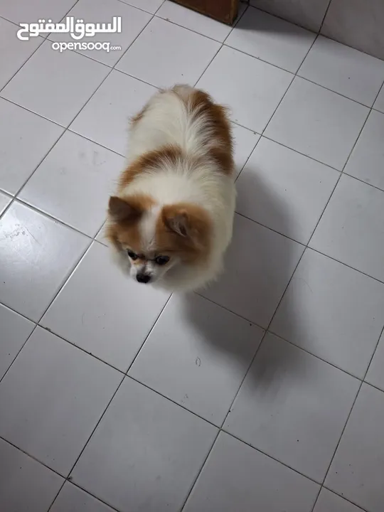 Pomeranian for sale بوميرانيان