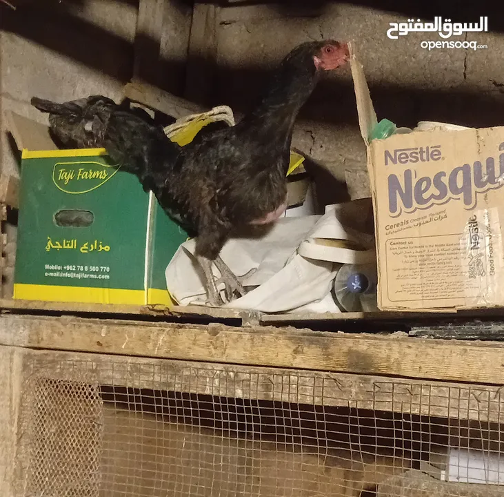 دجاجه بندوقة باكستاني تريد أن ترقد وجوز بط عمر سنه بلدي وصحه تمام