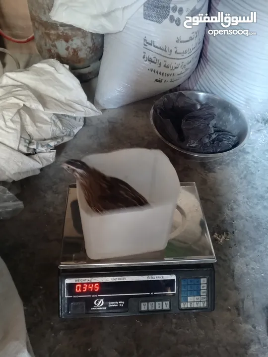 فرض طيور سمان