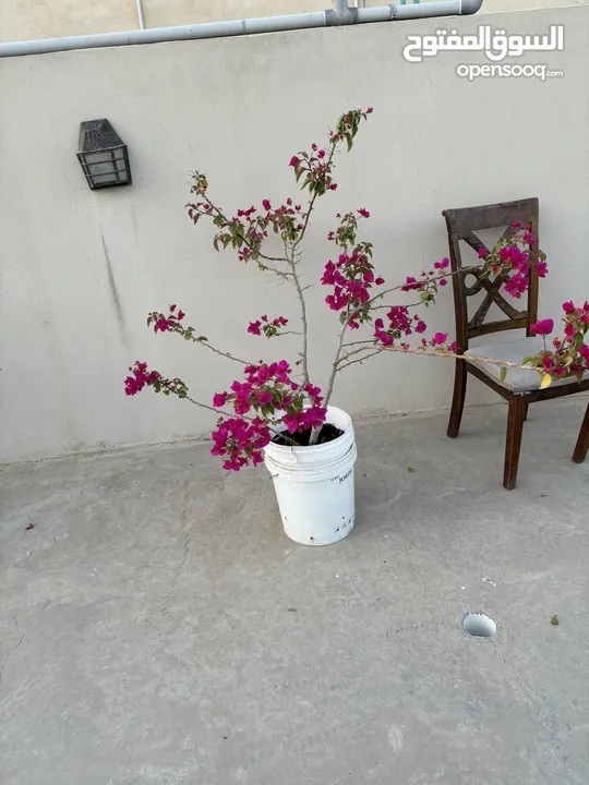 نباتات منزلية للبيع House plants for sale