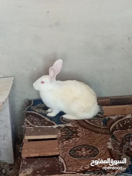 ارانب للبيع انثايتين  معاشير وذكر