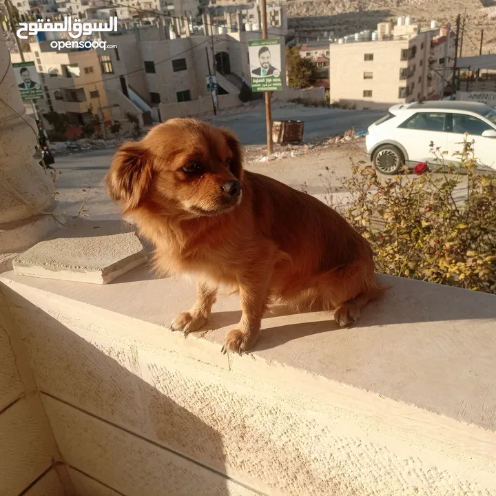 كلب للبيع أليف لعوب جدا بحب الناس