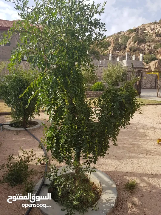 اشجار مثمره