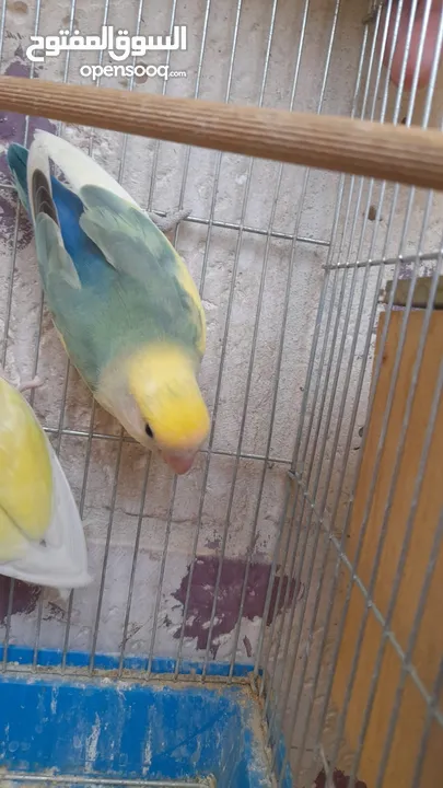 جوز روز منتج حجم و صحه و نظافه و ريش