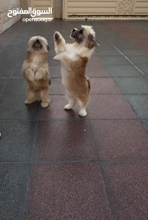 Shih Tzu boy and girl