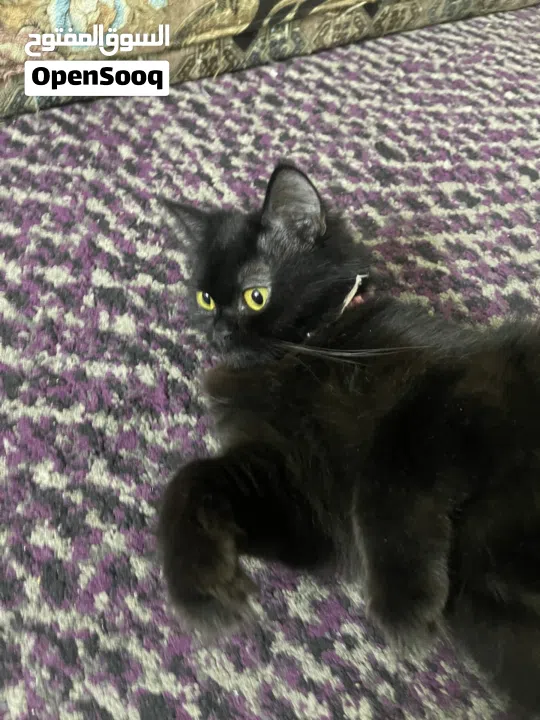 القطه : للتبني / free عمر 9 شهور جنس/ انثى