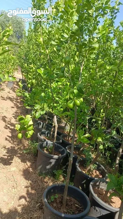 الأشجار المثمرة وأشجار الزينة هي الخيار الأمثل لمن يسعى إلى طبيعة خلابة ومحاصيل غنية!