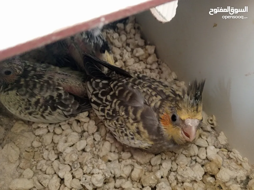 لعشاق الزق اليدوي