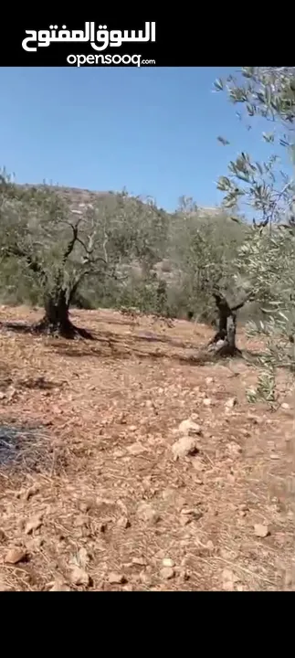 ارض للبيع في كفر راعي 22دونم سعر ادونم 5الاف ونصف