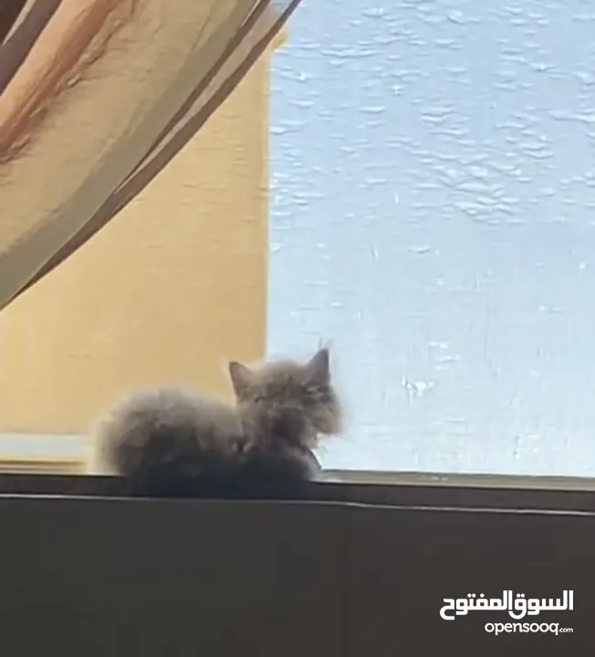 قطة أنثى (كتنز )نوع هملايا للبيع