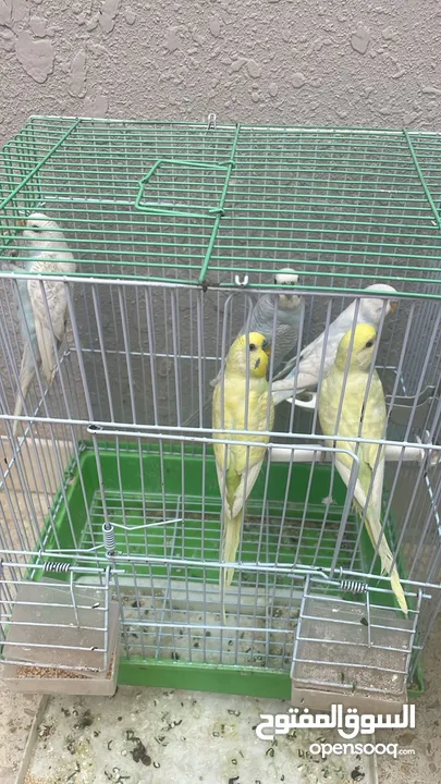 طيور حب صحه ونظافه