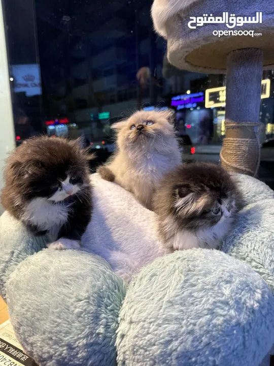 Himalayan Scottish fold Persian all kinds of kittens available in our store