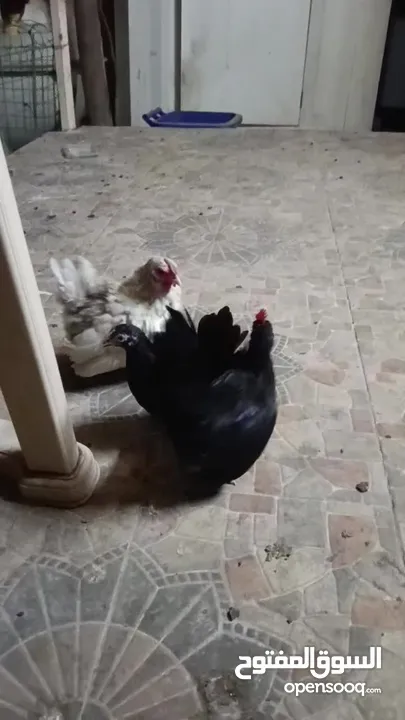 دجاج حب حب صيني