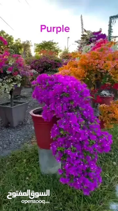 ورد جوري فرنسي ياسمين رينغو فل ايطالي مجنونه تركي يتوفر جميع انواع الورود
