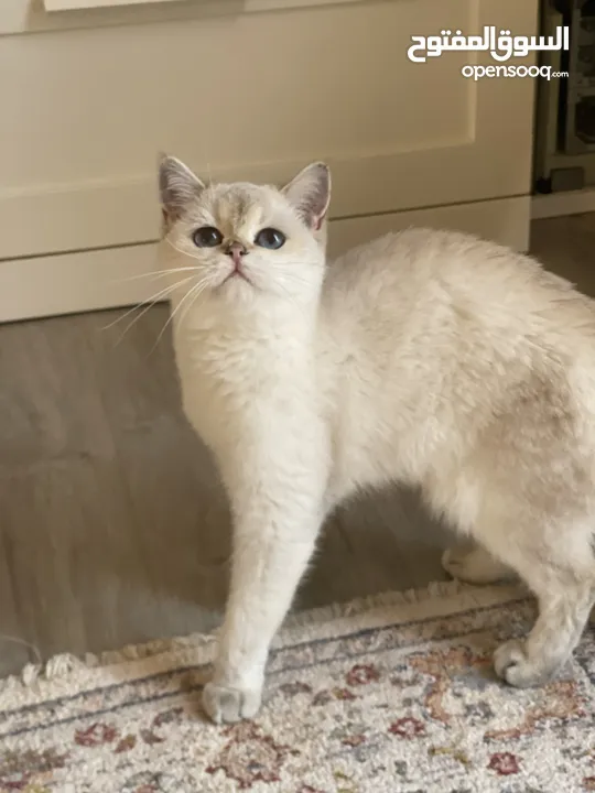 British shorthair Cat