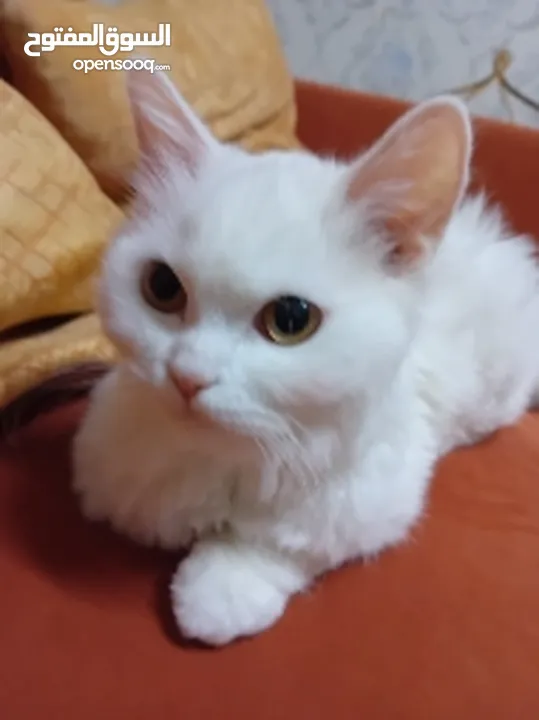 قطة turkish angora