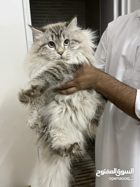Persian Cats for Sale - Only 20 OMR Each! للبيع قطط 20 ريال الصغار الحبة كيوت
