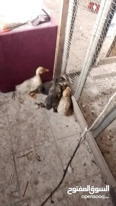 4بطات 6ليرات جاوا