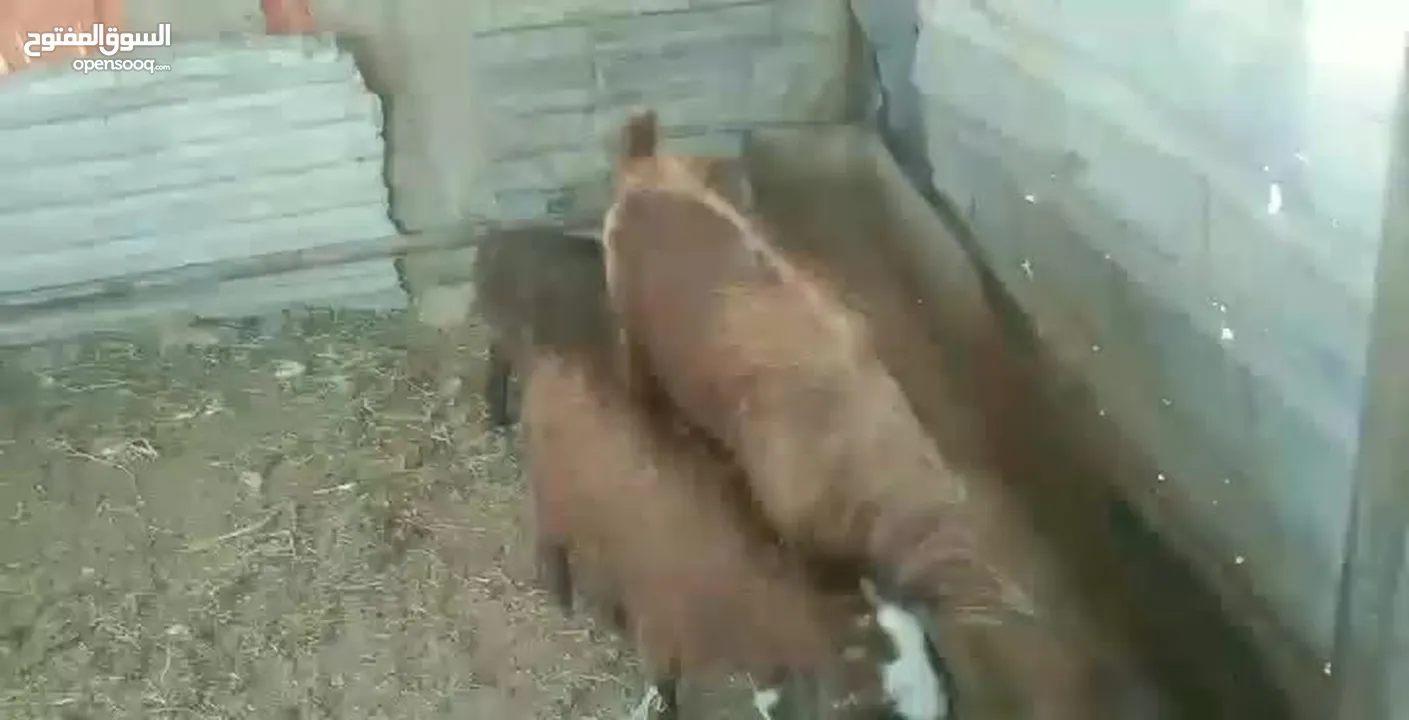 عنز لحم وحليب قطعه وشكل ولون صلاة النبي عنز من حظ الي يغناها