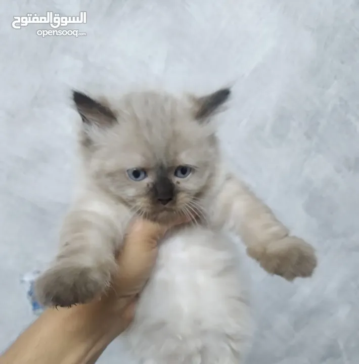 هيمالايا شوكلت