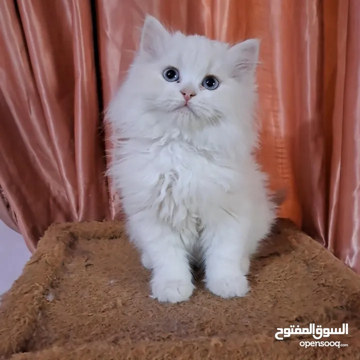 ما شاء الله تبارك الله ..... مجموعة من الكتنز بأنوع مختلفة .... .. (موجود تفاااصيل اكتر بالوصف) ..