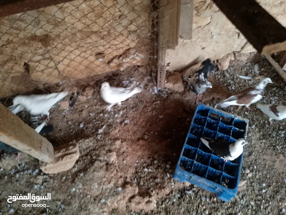 حمام للبيع في الزرقاء العالوك بجانب بقالة الصقر التواصل عبر الواتس اب