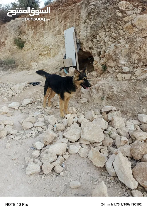 كلبه جيرمان لعوبه جدا