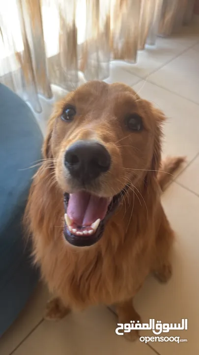 Golden retriever for sale