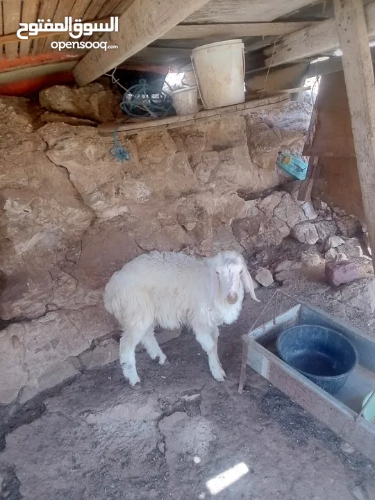 خاروف للبيع
