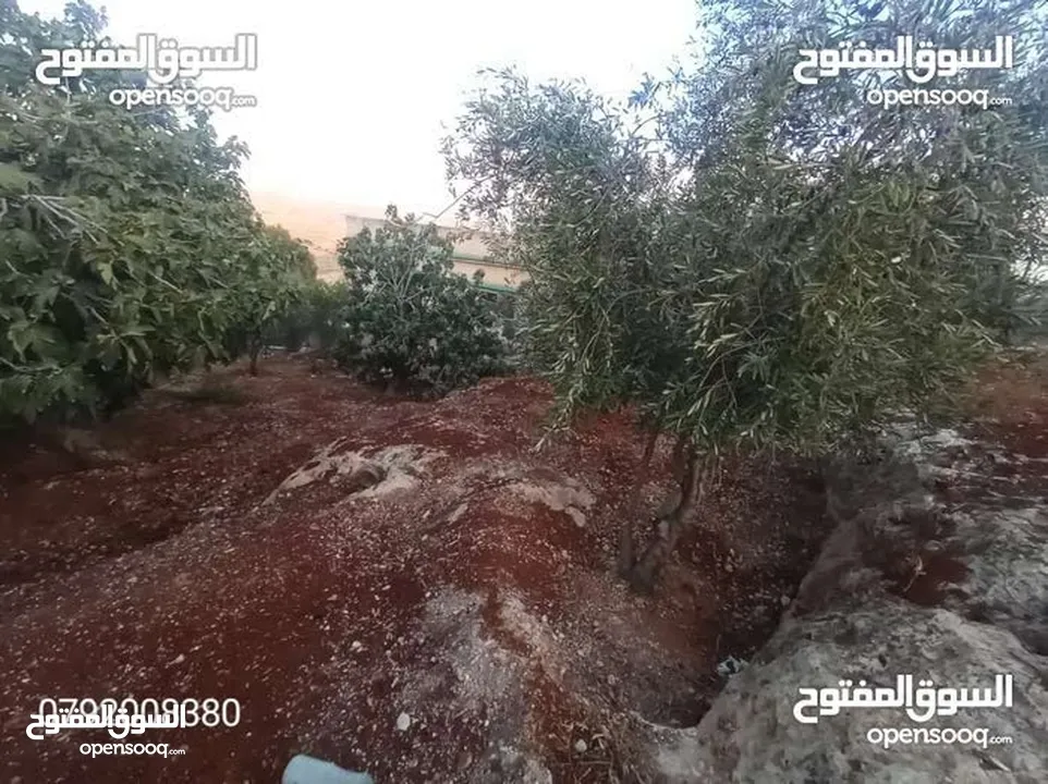 مزرعه مع بيت ريفي جاهز حديث مفروش جاهز يصلح مزرعه او سكن ريفي